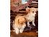 PoulaTo: ουαλλέζικο corgi